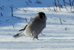 Pyrrhula pyrrhula cineracea
