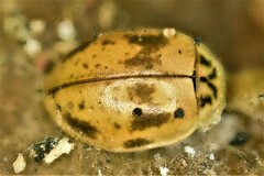 Aphidecta obliterata