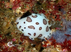 Peltodoris atromaculata