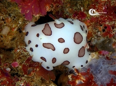 Peltodoris atromaculata