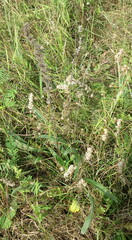 Pontechium maculatum