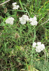 Achillea setacea