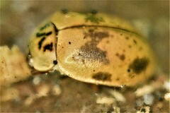 Aphidecta obliterata