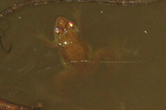 Euphlyctis cyanophlyctis