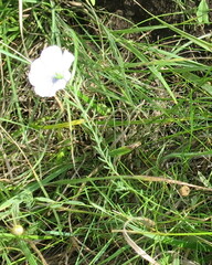 Linum perenne