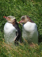 Megadyptes antipodes