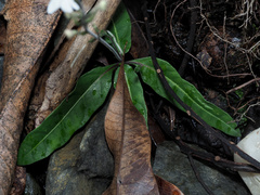 Pseuderanthemum