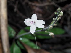 Pseuderanthemum