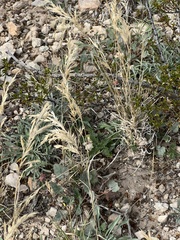 Scleropogon brevifolius