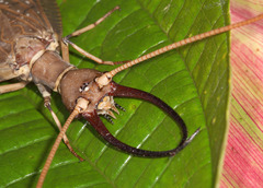 Corydalus peruvianus
