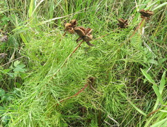Paeonia tenuifolia