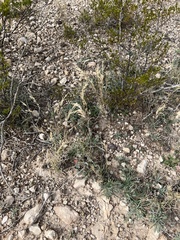 Scleropogon brevifolius