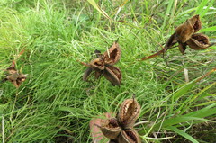 Paeonia tenuifolia
