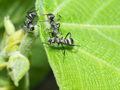 Polyrhachis cupreata