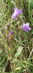 Campanula sibirica