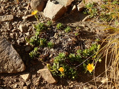 Haplopappus anthylloides