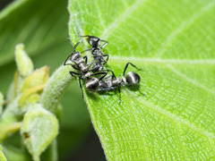 Polyrhachis cupreata