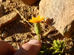 Haplopappus anthylloides