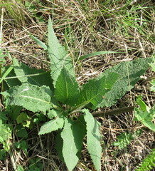 Salvia pratensis