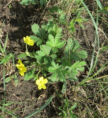 Potentilla humifusa