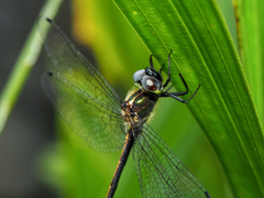 Micromidia atrifrons