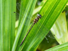 Micromidia atrifrons