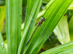 Micromidia atrifrons