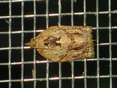 Adoxophyes privatana