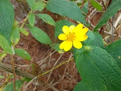 Wamalchitamia williamsii