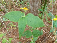 Wamalchitamia williamsii