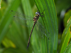 Micromidia atrifrons