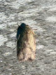 Garrha limbata