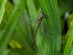 Micromidia atrifrons