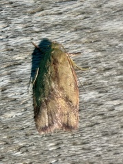 Garrha limbata