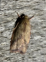 Garrha limbata
