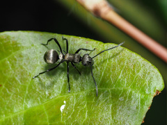 Polyrhachis cupreata