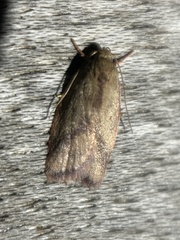 Garrha limbata