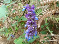 Salvia mocinoi