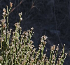 Baccharis spartioides