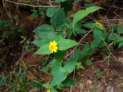 Wamalchitamia williamsii