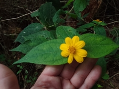 Wamalchitamia williamsii