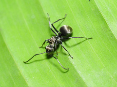 Polyrhachis foreli