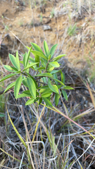 Bonellia macrocarpa