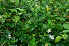 Ligustrum liukiuense