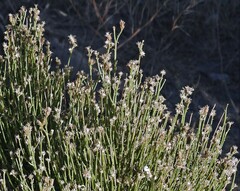 Baccharis spartioides