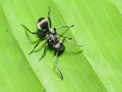 Polyrhachis foreli