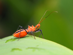 Gminatus