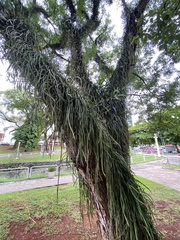 Lepismium cruciforme