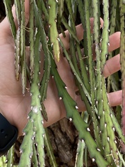 Lepismium cruciforme