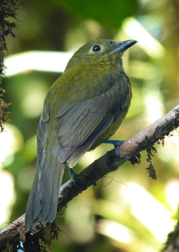 Olivaceous Piha (Snowornis cryptolophus)